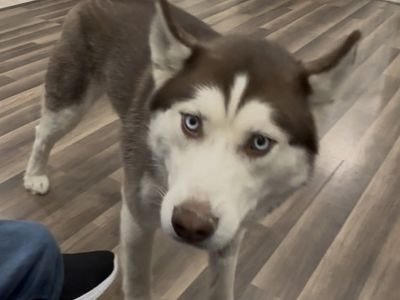 Pomsky