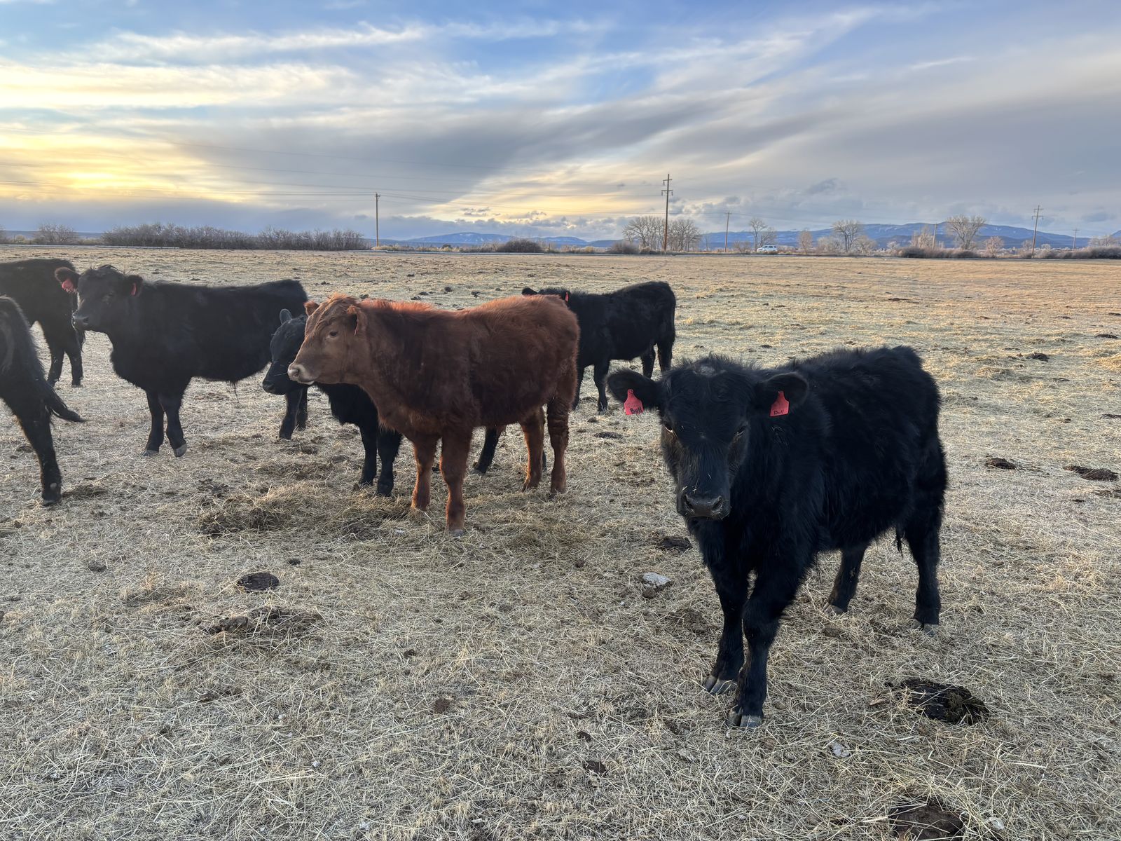 Yearling Black Angus Bulls