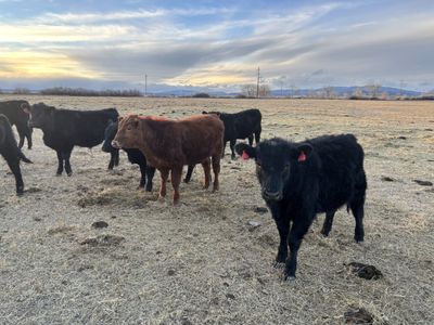 Yearling Black Angus Bulls