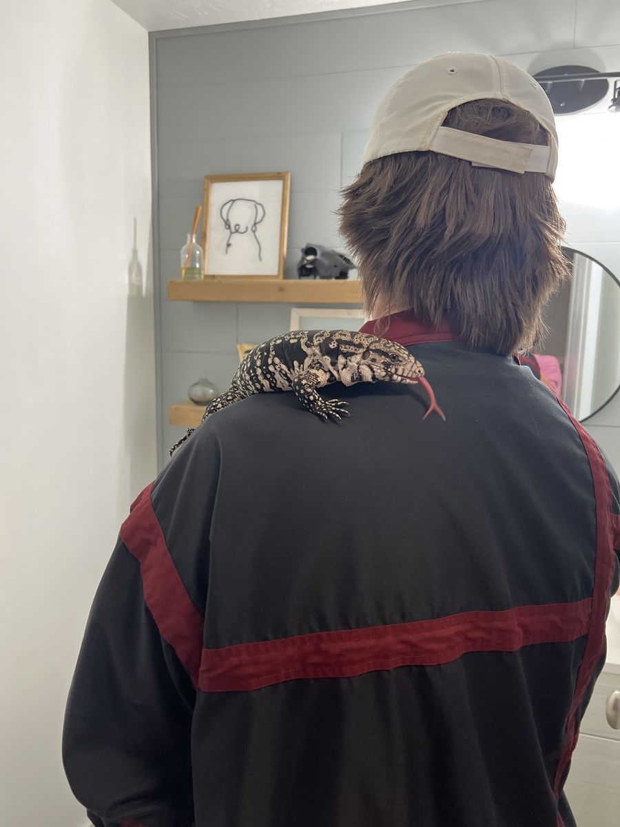 Argentine Black and White Tegu