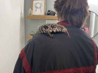 Argentine Black and White Tegu