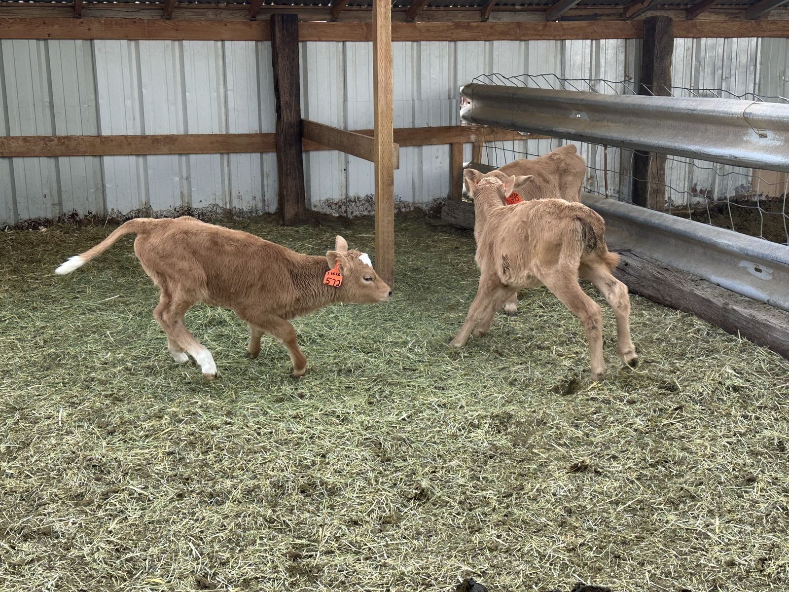 Beef Cross Bottle Calves - Charolais - 6 weeks old
