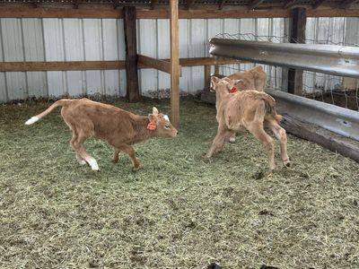 Beef Cross Bottle Calves - Charolais - 6 weeks old