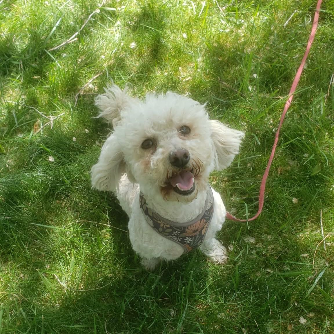sweet mini poodle girl looking for a new home