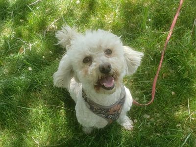 sweet mini poodle girl looking for a new home