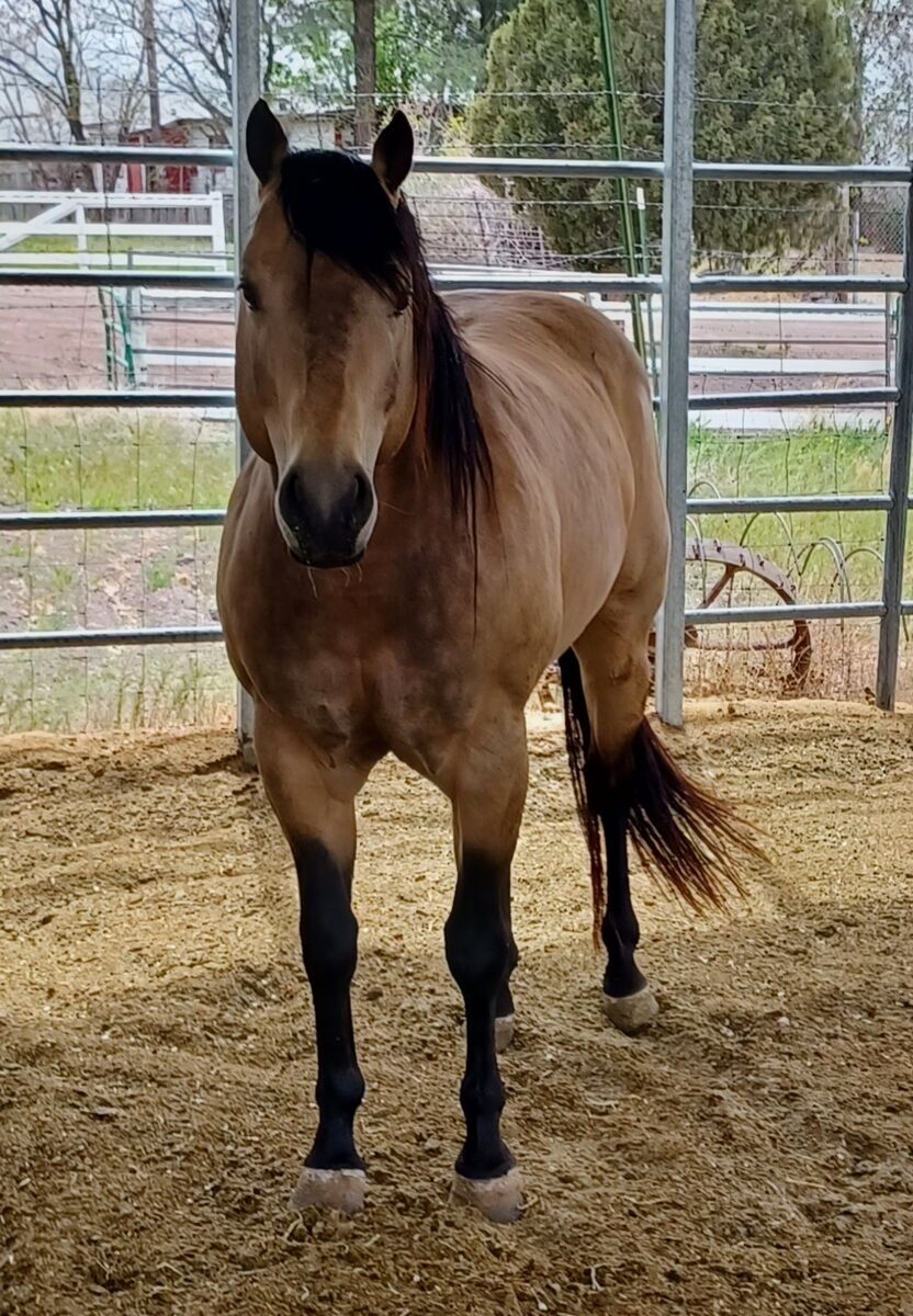 Aqha Buckskin Stallion