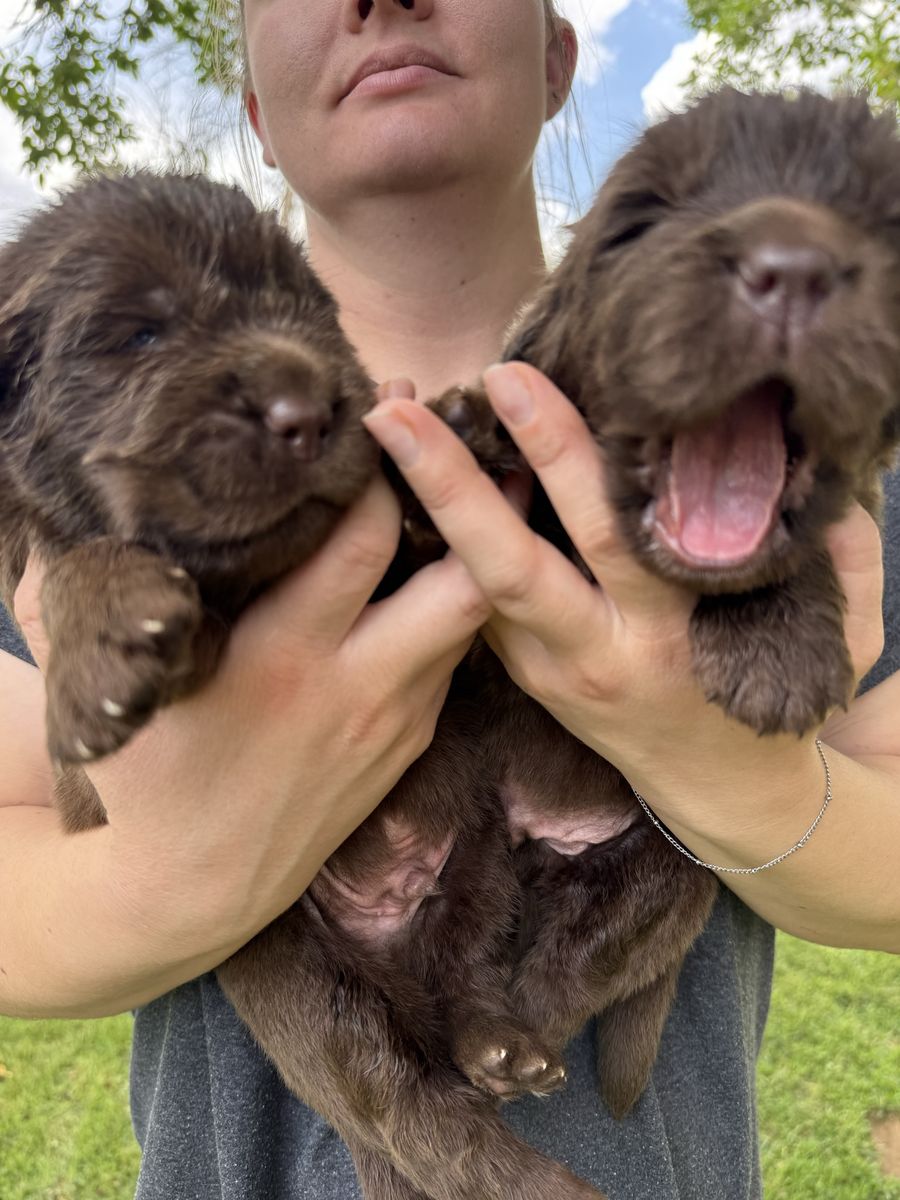 Newfoundland Puppies