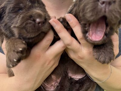 Newfoundland Puppies