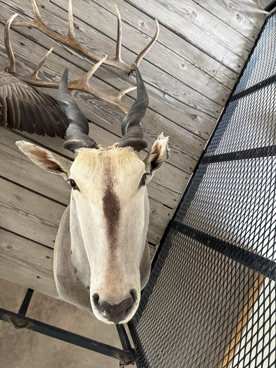 Eland Mount