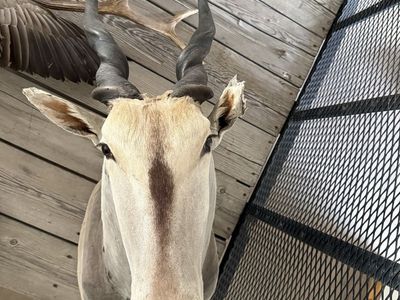 Eland Mount