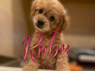 🧸 Goldendoodle Puppies Golden Doodle Now!