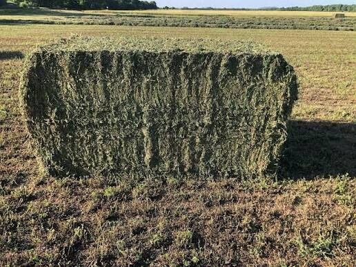 ISO 4x4x8 Grass Hay For Horses