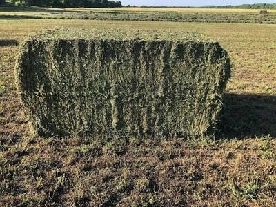 ISO 4x4x8 Grass Hay For Horses