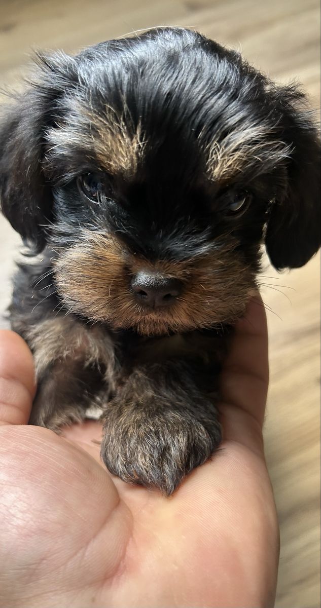 10-Week-Old Male Yorkie Cross King Charles Cavalier Puppy