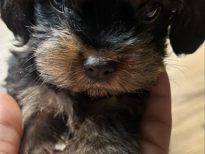 10-Week-Old Male Yorkie Cross King Charles Cavalier Puppy