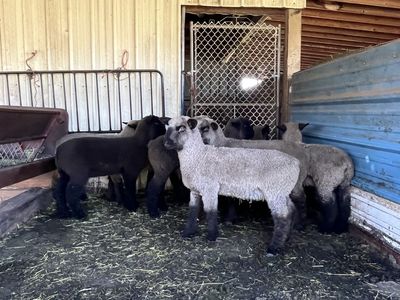 Show Lambs