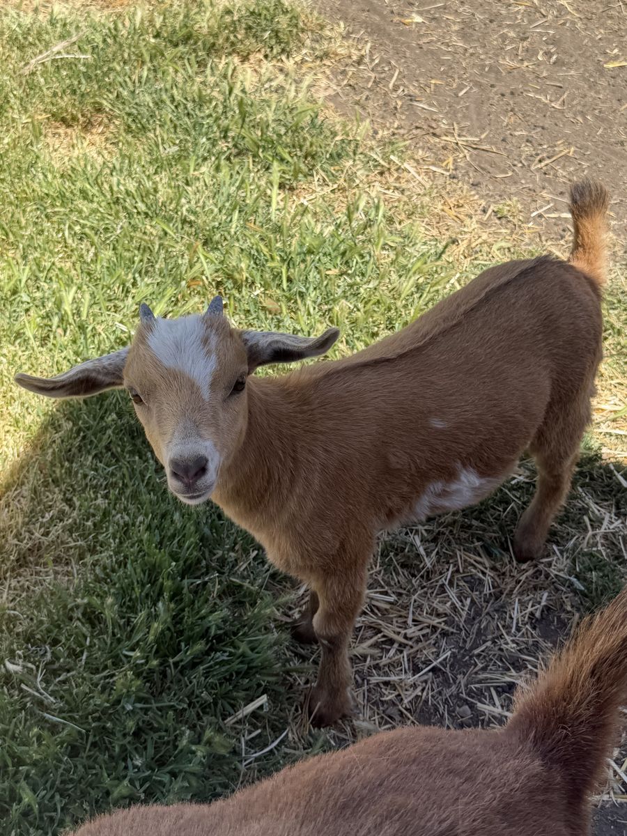 Baby Nigerian dwarf goats for sell