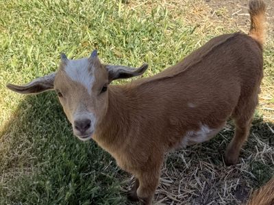 Baby Nigerian dwarf goats for sell