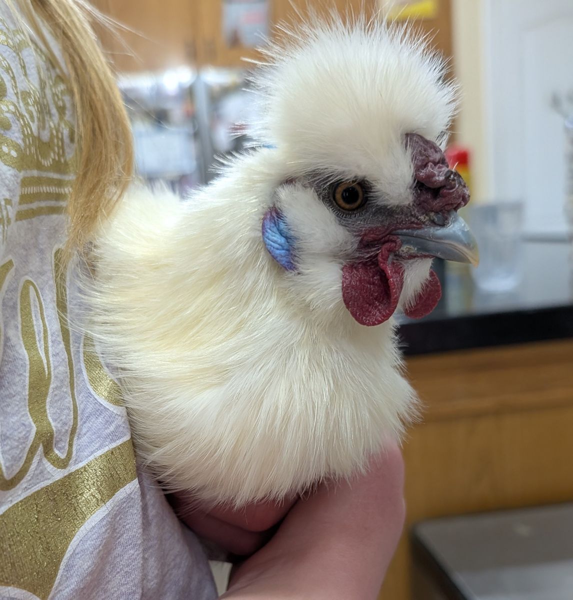 Fluffy Cloud With a Crow – Silkie Rooster