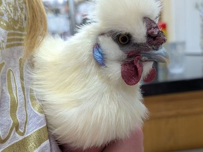 Fluffy Cloud With a Crow – Silkie Rooster