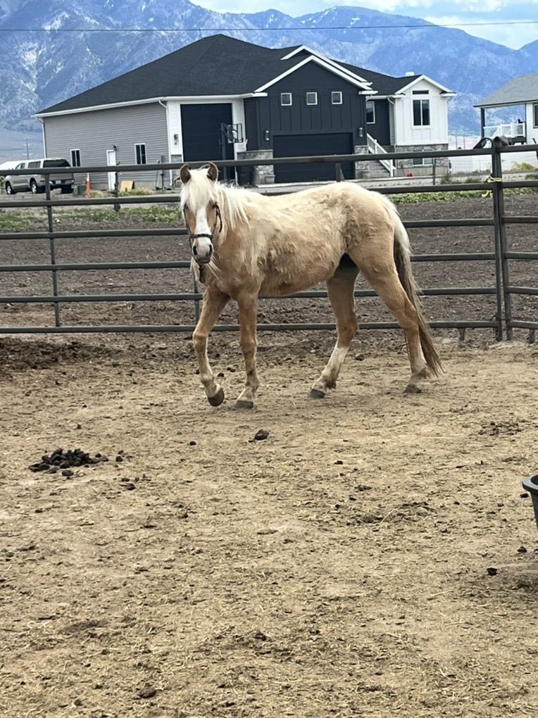 Palomino mare