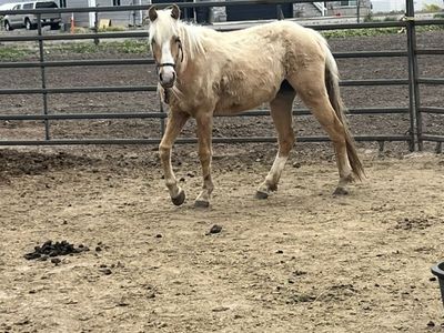 Palomino mare