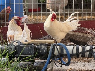 2 Roosters: Free with pickup in Lehi today