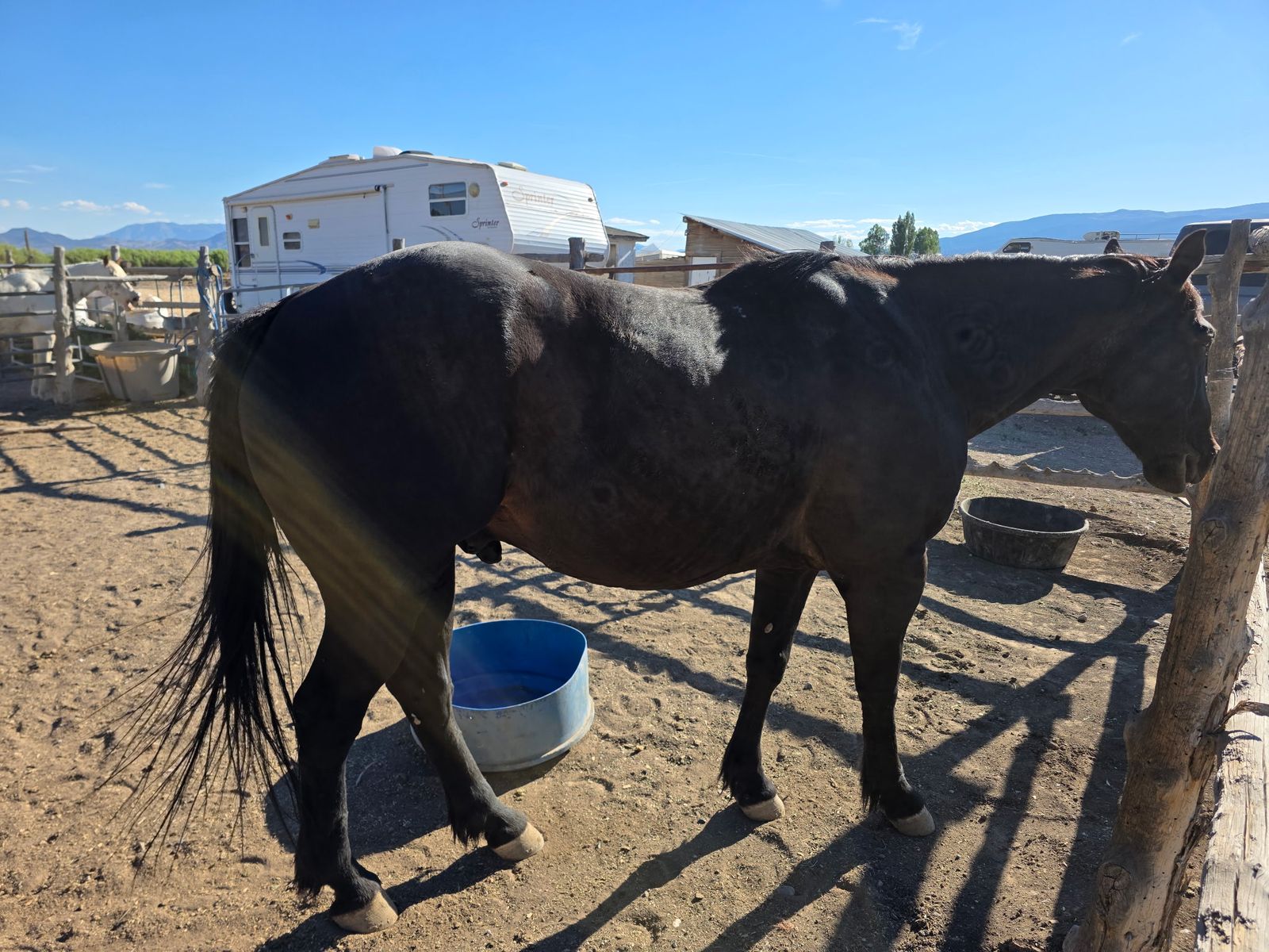 Grade Gelding