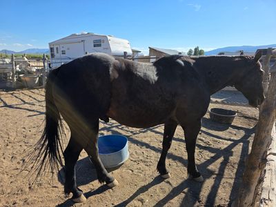 Grade Gelding