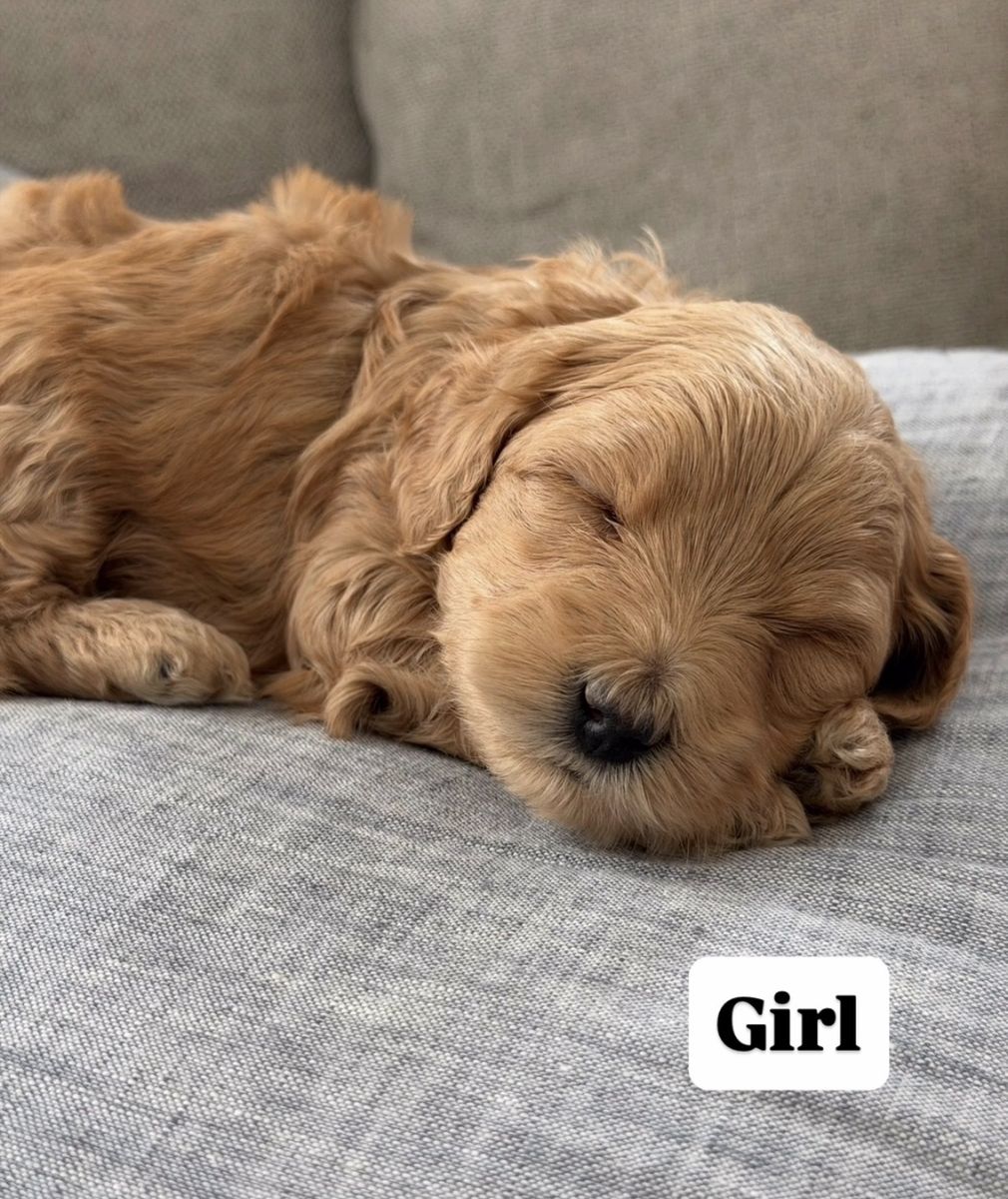 Cavapoo X Maltipoo puppies