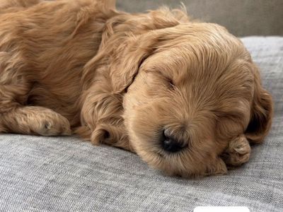 Cavapoo X Maltipoo puppies