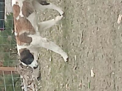 adult male saint bernard