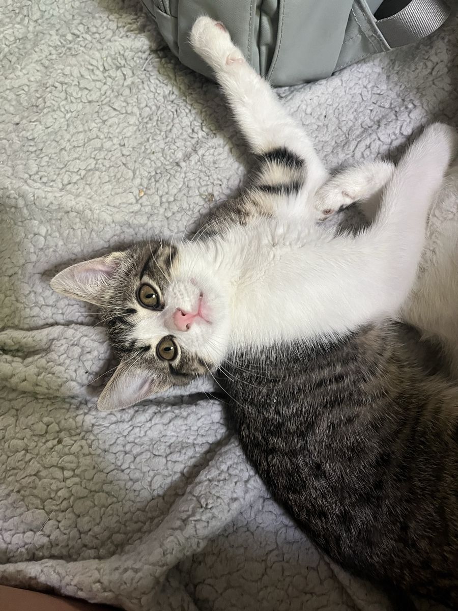 Ragdoll Bengal mixed kittens! Social and cuddly! Allergy friendly!!