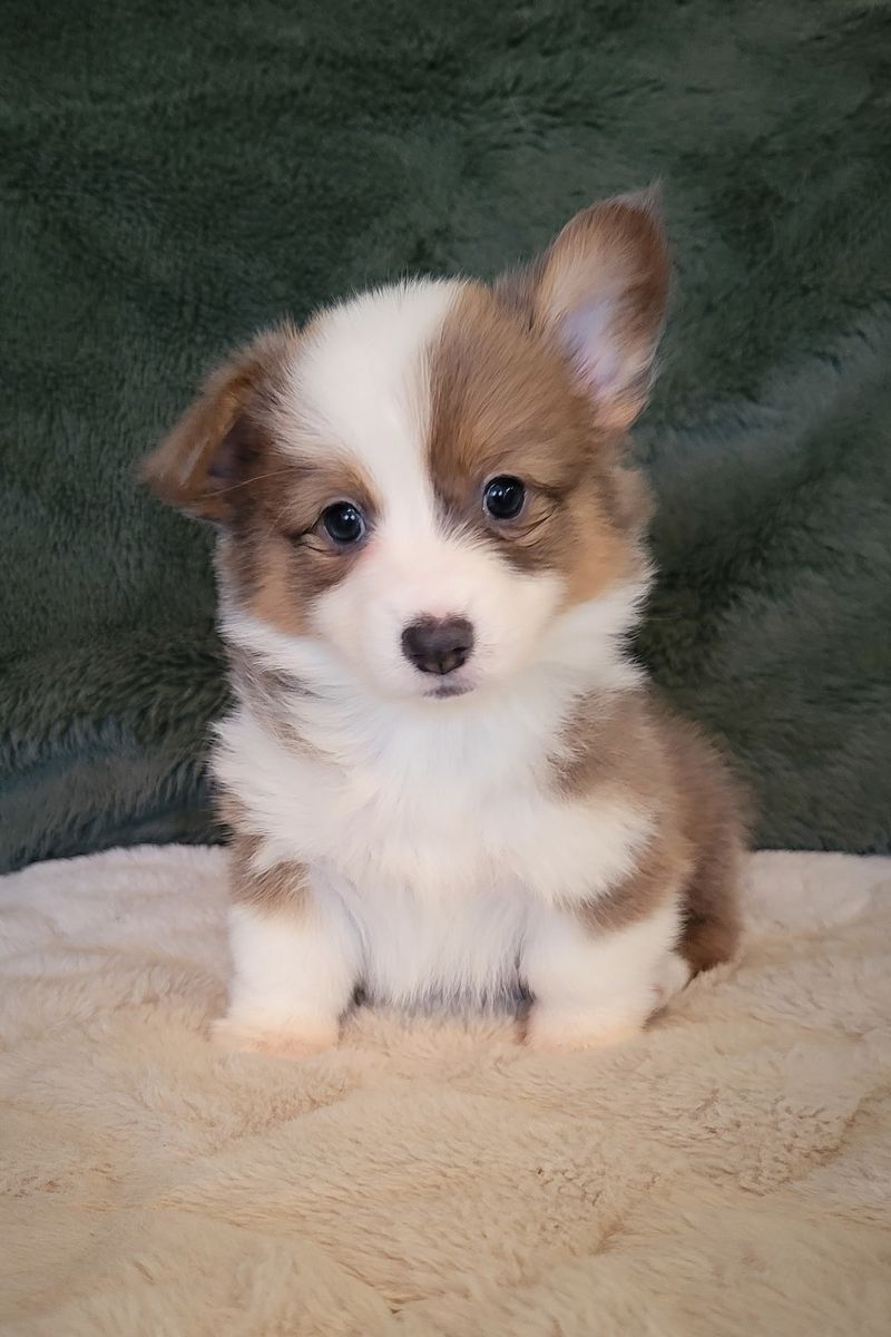 AKC Fluffy Corgi Puppies
