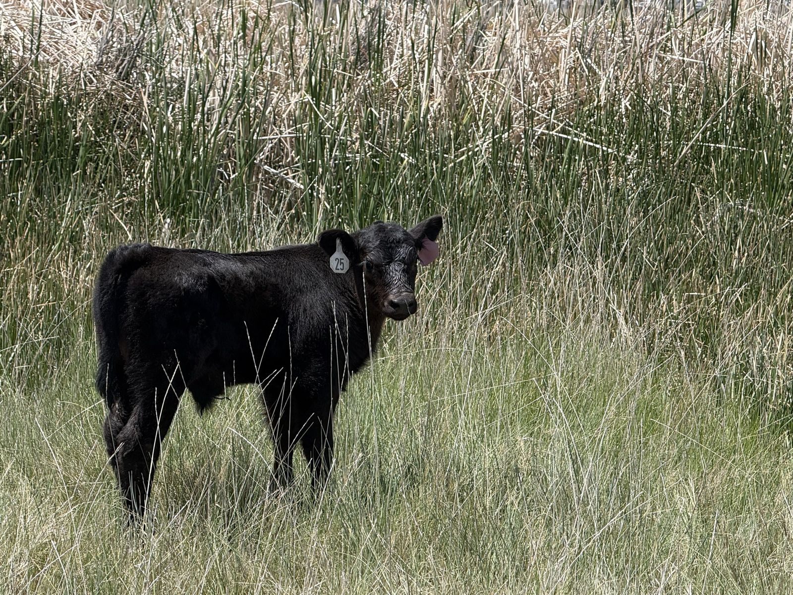Black angus steer month old calf