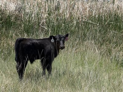 Black angus steer month old calf