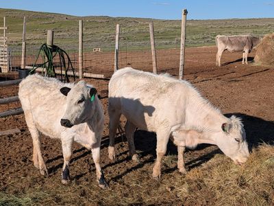 2yo British White Heifers