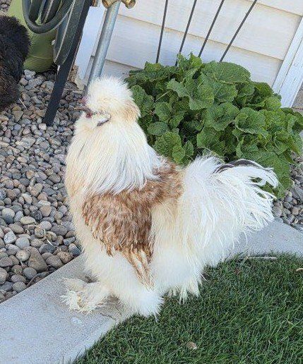 Silkie Hatching Eggs