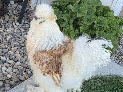 Silkie Hatching Eggs