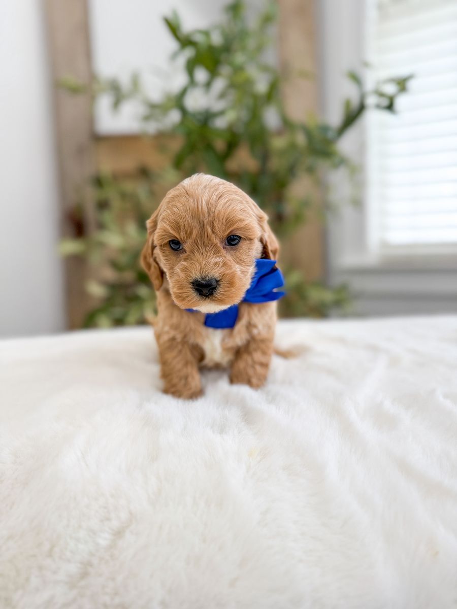 Golden Cavapoo boys