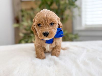 Golden Cavapoo boys