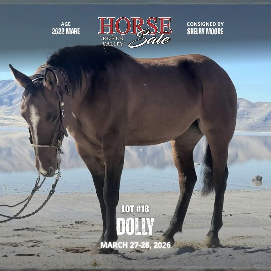 Dolly - Bay Dun Quarter Draft Mare - 15.3H | 1,200