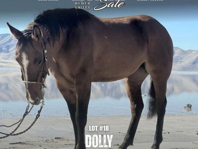 Dolly - Bay Dun Quarter Draft Mare - 15.3H | 1,200