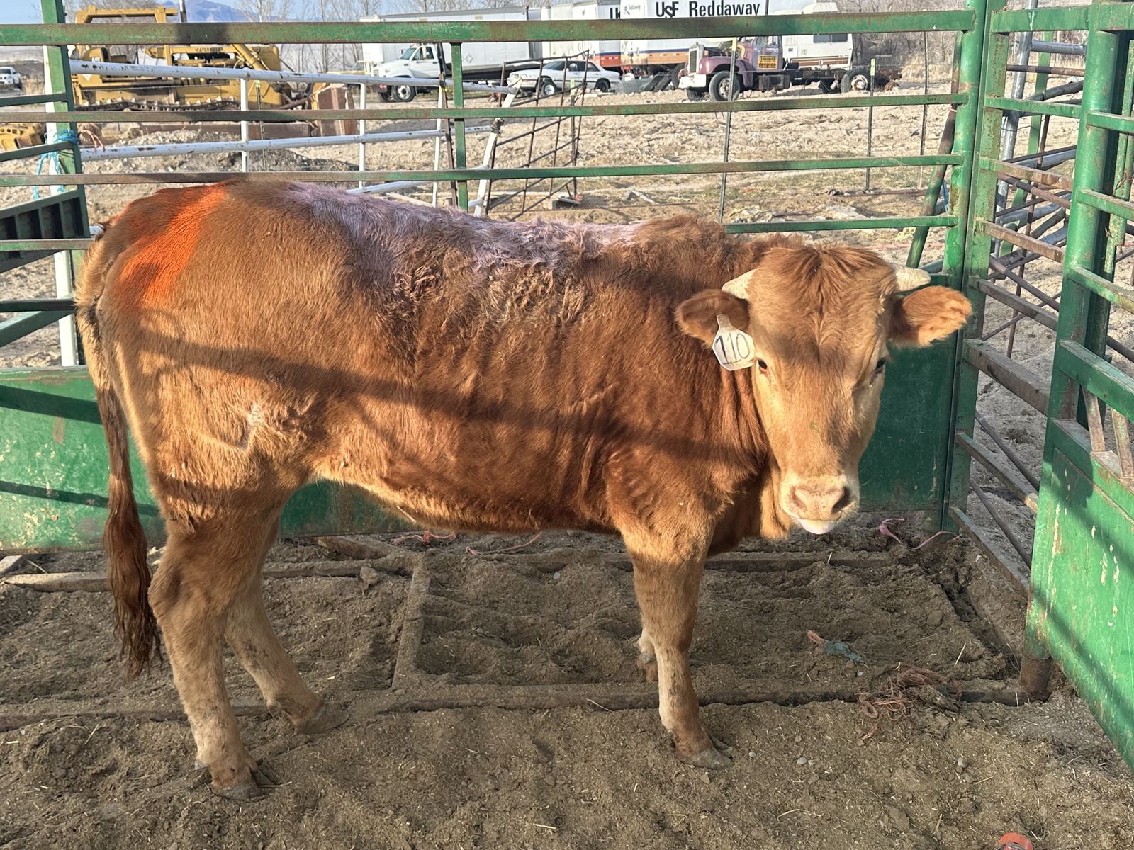 Im Selling The cows And Heifers And Steers