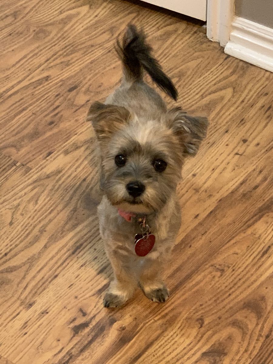 Morkie - Free To The Right Home