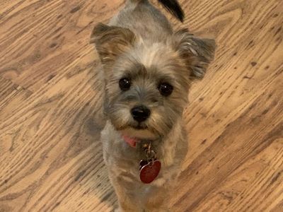 Morkie - Free To The Right Home