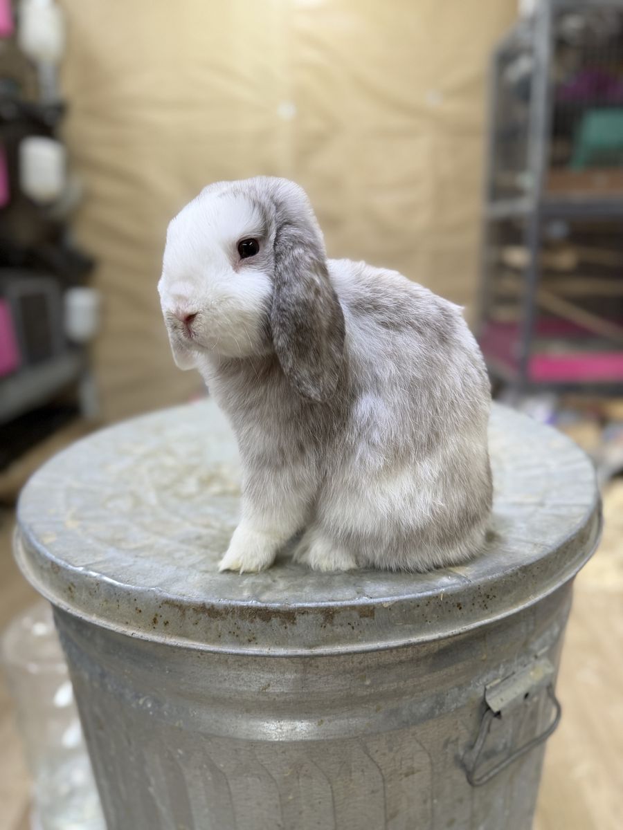Holland Lop buck