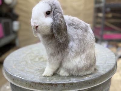 Holland Lop buck