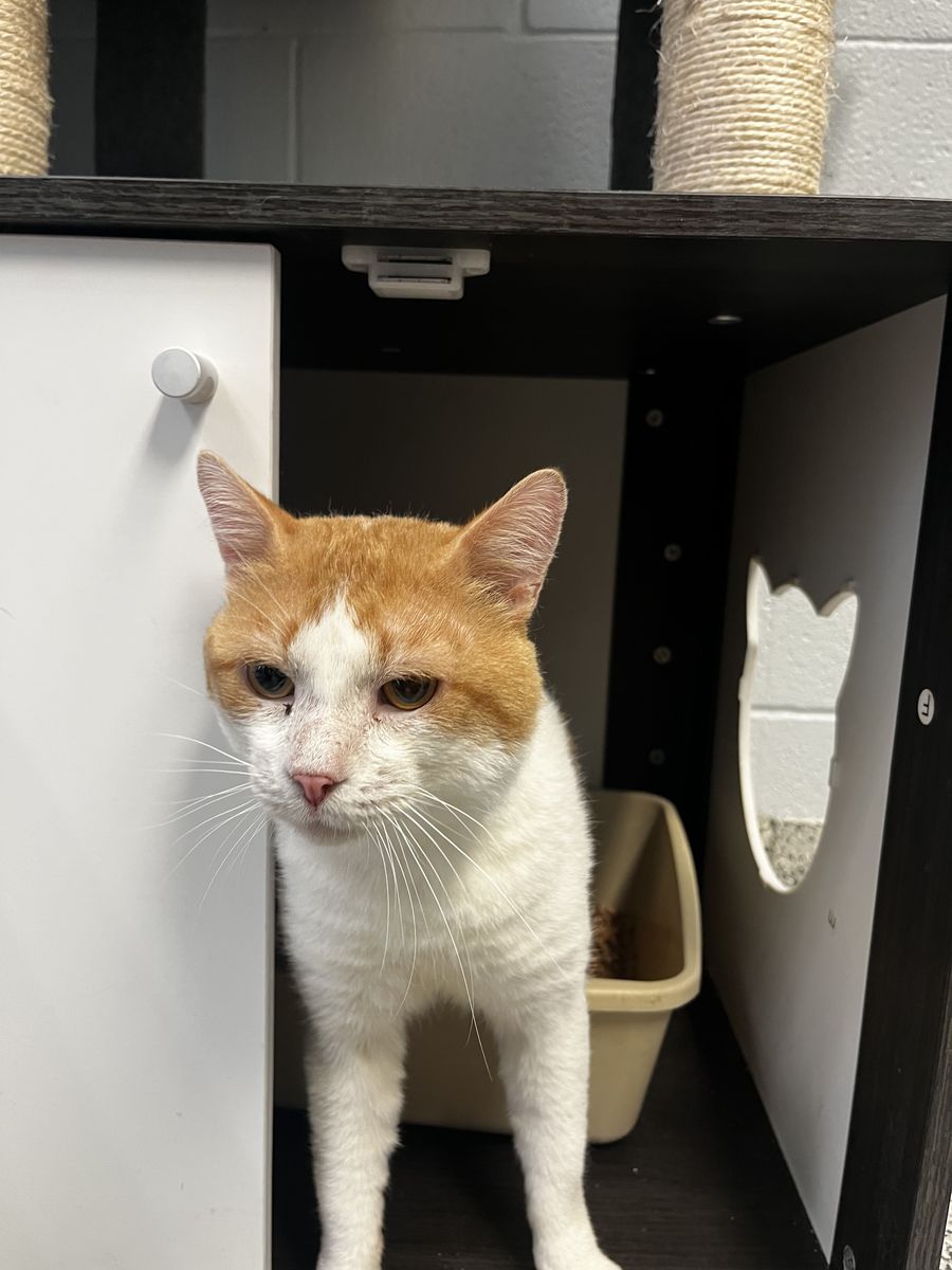 A164182, Cole is Available for Adoption