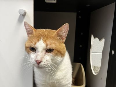 A164182, Cole is Available for Adoption